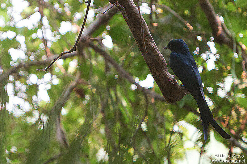 Drongo royal