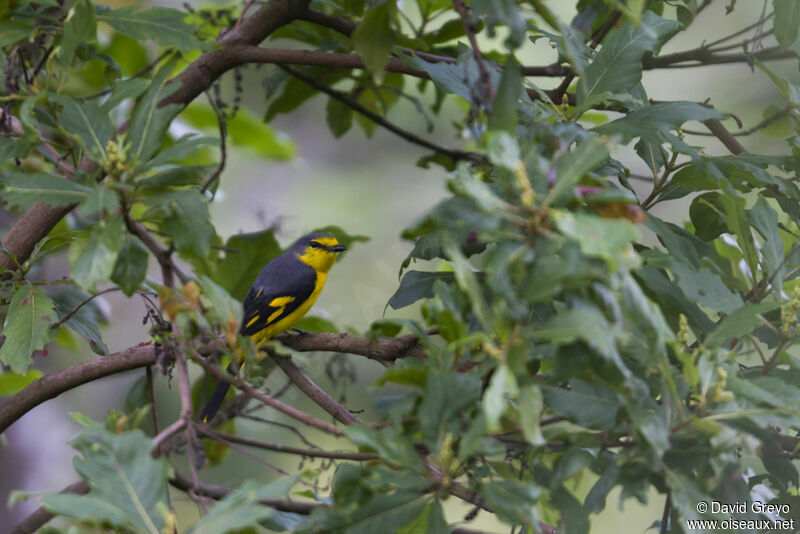 Orange Minivet