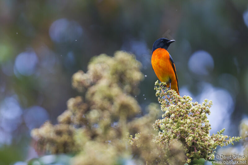 Orange Minivet