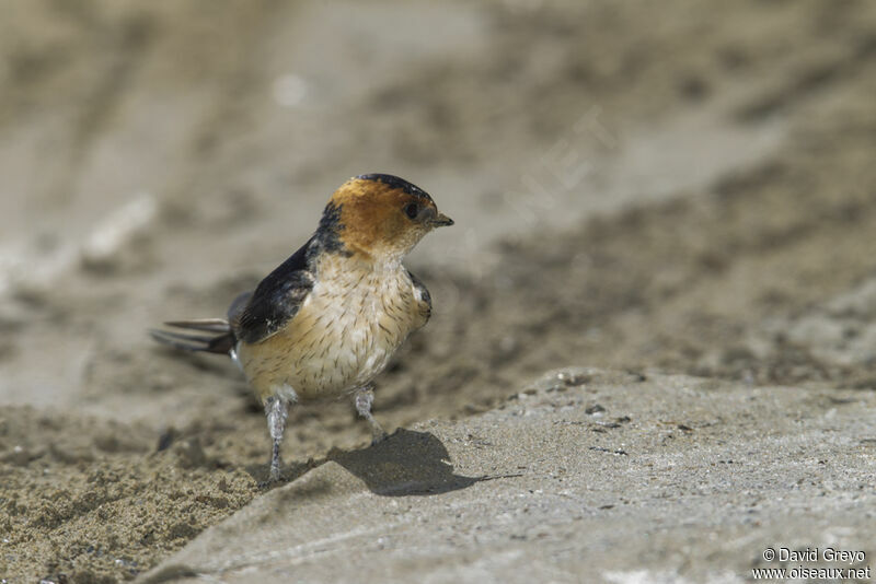 Hirondelle rousseline