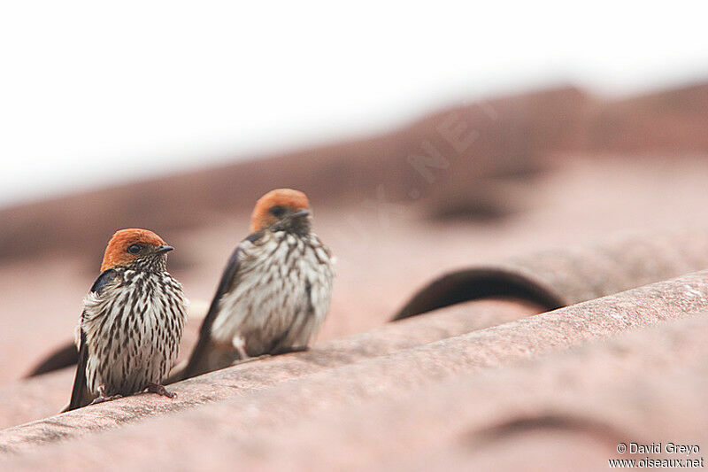 Lesser Striped Swallow