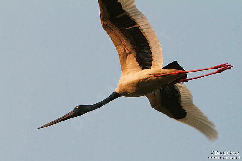 Jabiru d'Asie, Vol