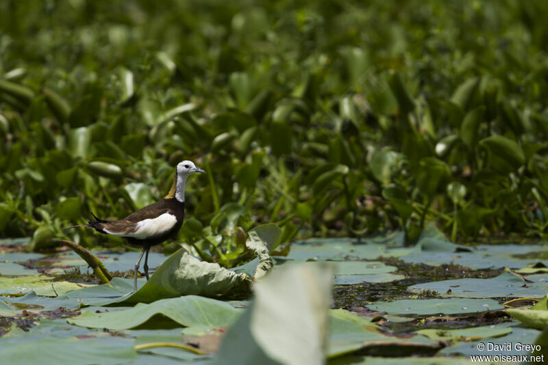 Pheasant-tailed Jacana