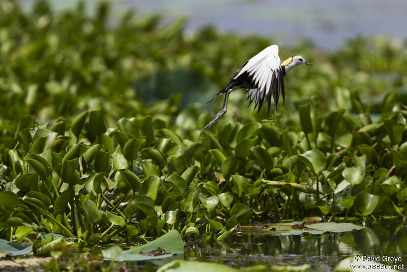 Pheasant-tailed Jacana