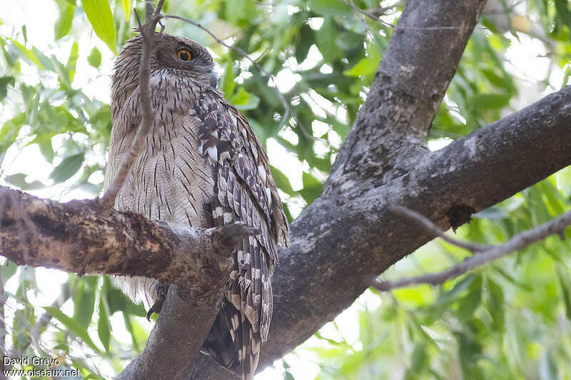 Kétoupa brun, identification