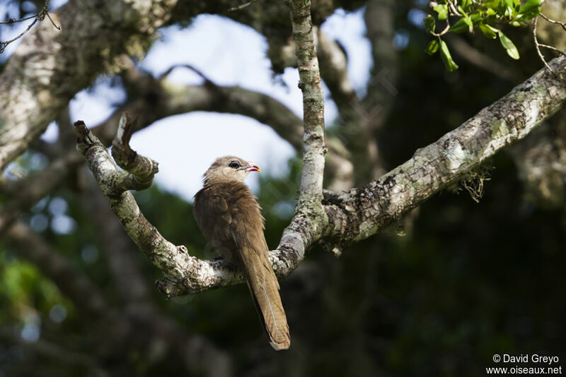 Sirkeer Malkoha