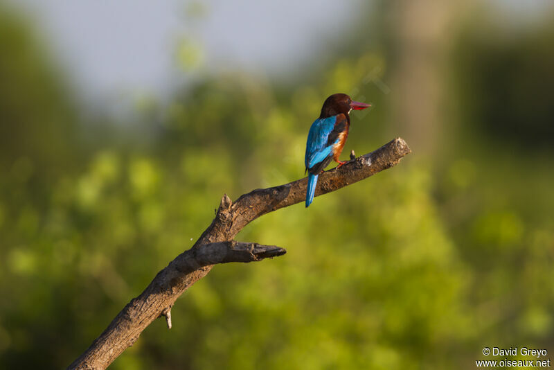 White-throated Kingfisher