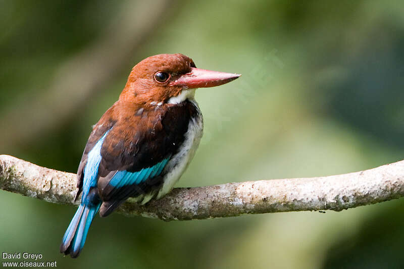 Martin-chasseur marronadulte, identification