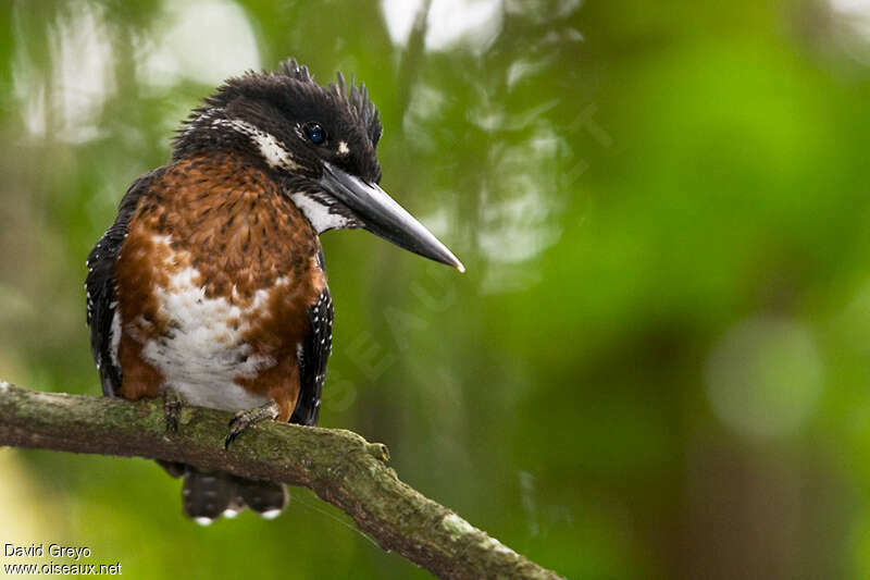 Giant Kingfisher male immature, identification