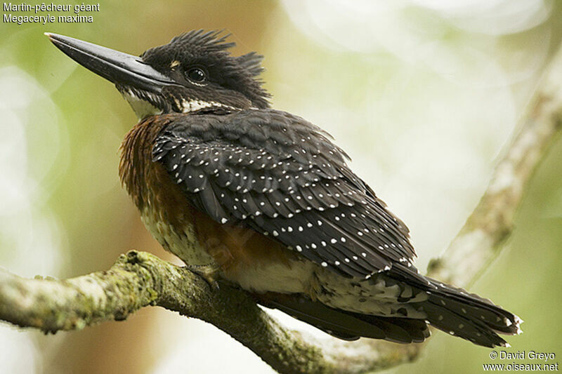 Giant Kingfisher