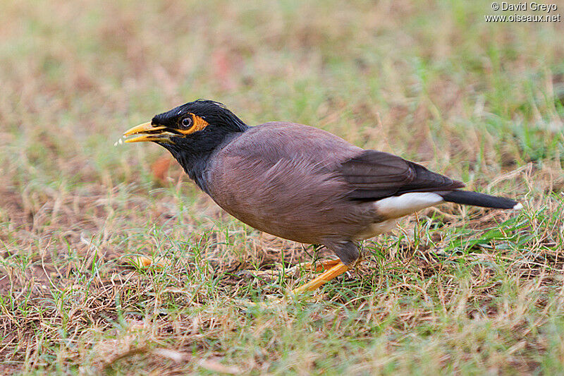 Common Myna