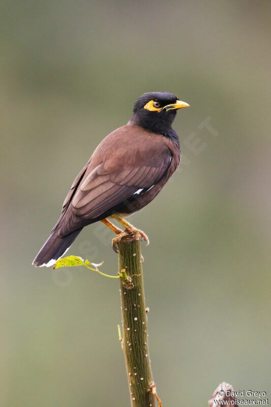 Common Myna