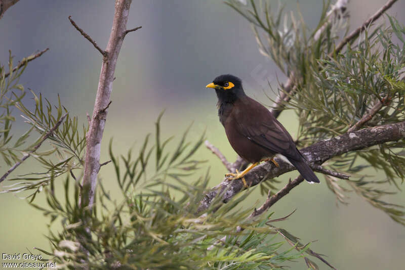 Common Mynaadult, identification