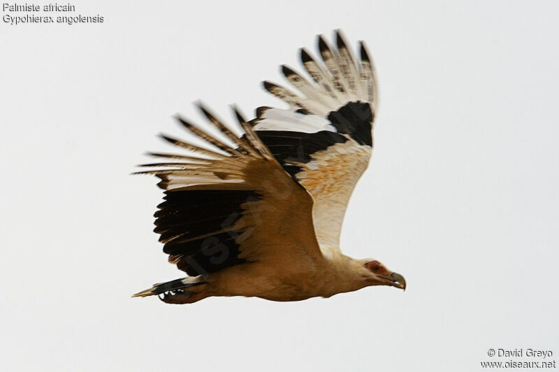 Palm-nut Vulture