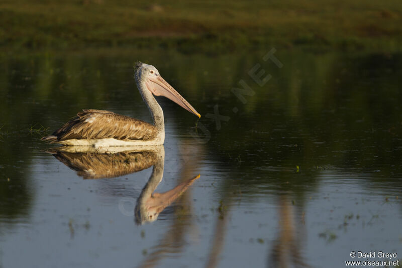 Spot-billed Pelican