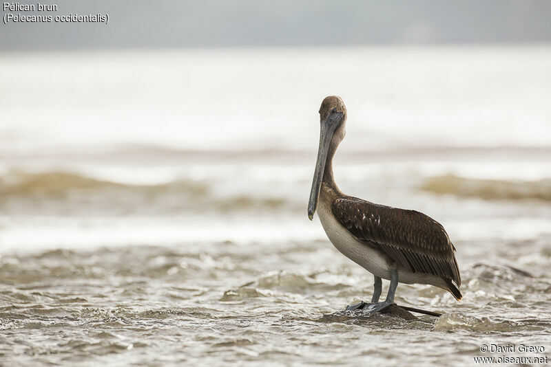 Brown Pelicansubadult