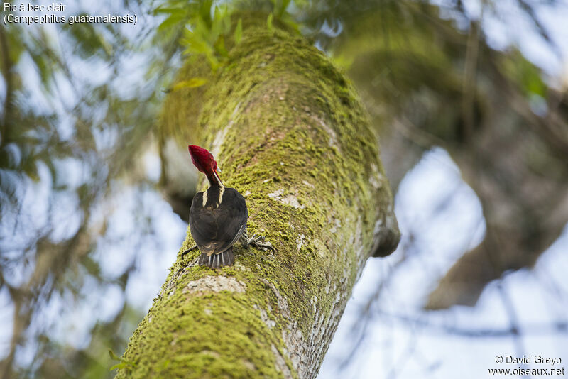 Pale-billed Woodpecker