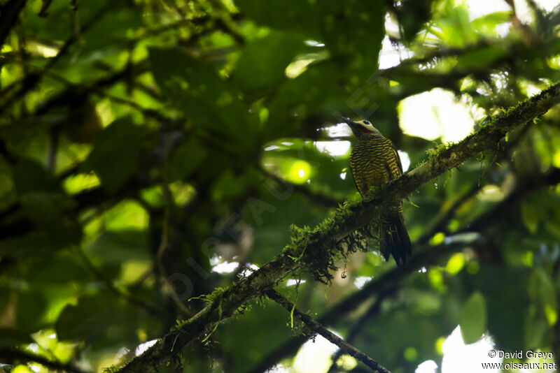 Spot-breasted Woodpecker