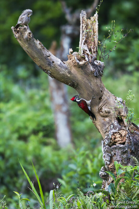 Red-backed Flameback