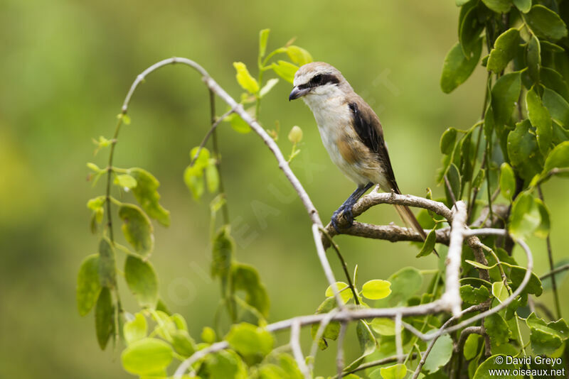 Brown Shrike