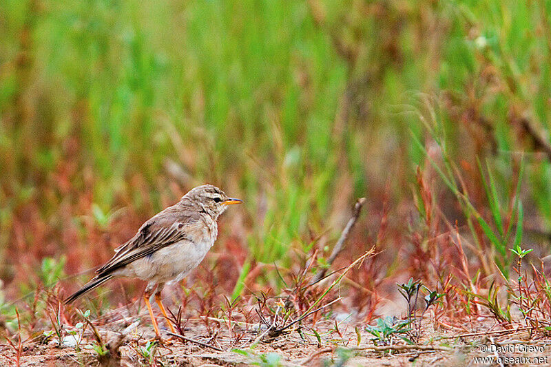 Pipit à longues pattes