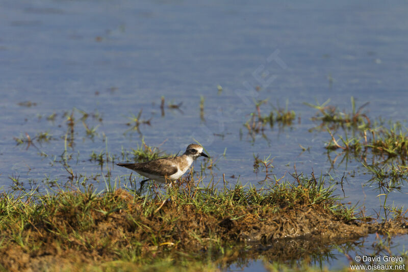 Tibetan Sand Plover