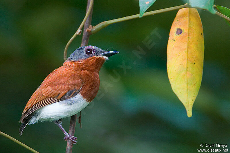 Chestnut Wattle-eye