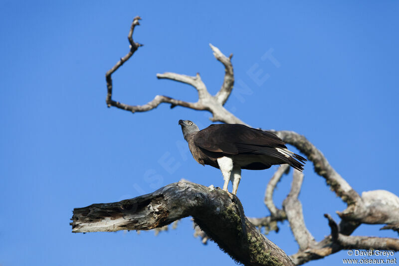 Grey-headed Fish Eagle