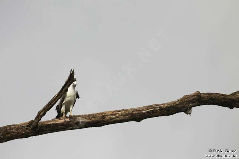 White-bellied Sea Eagle