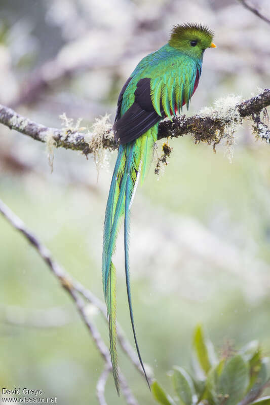 Quetzal resplendissant mâle adulte, identification