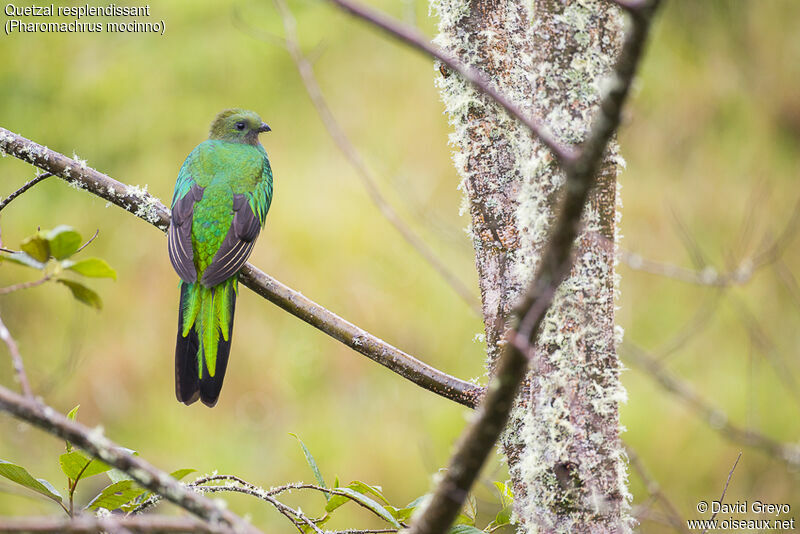 Quetzal resplendissant femelle