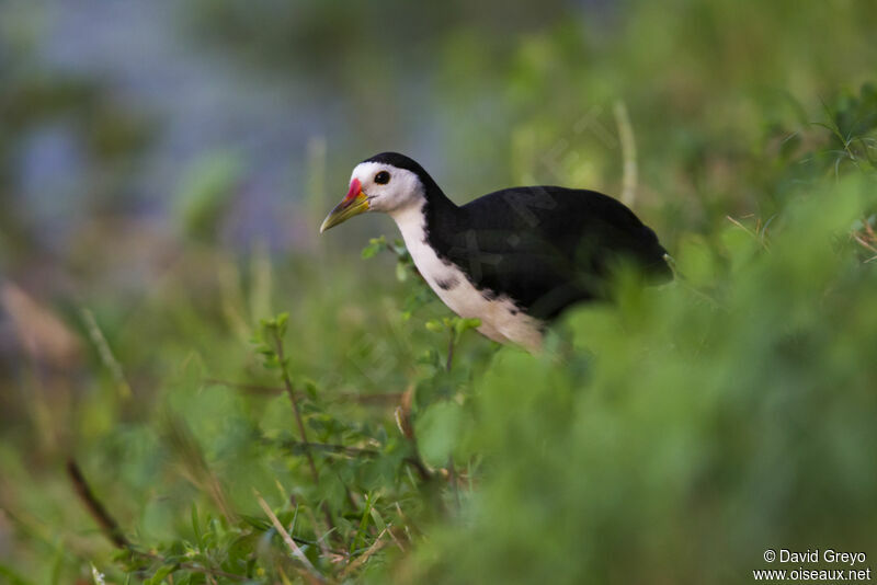 White-breasted Waterhen