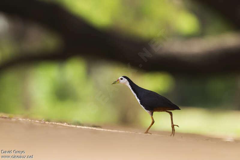 White-breasted Waterhen, identification