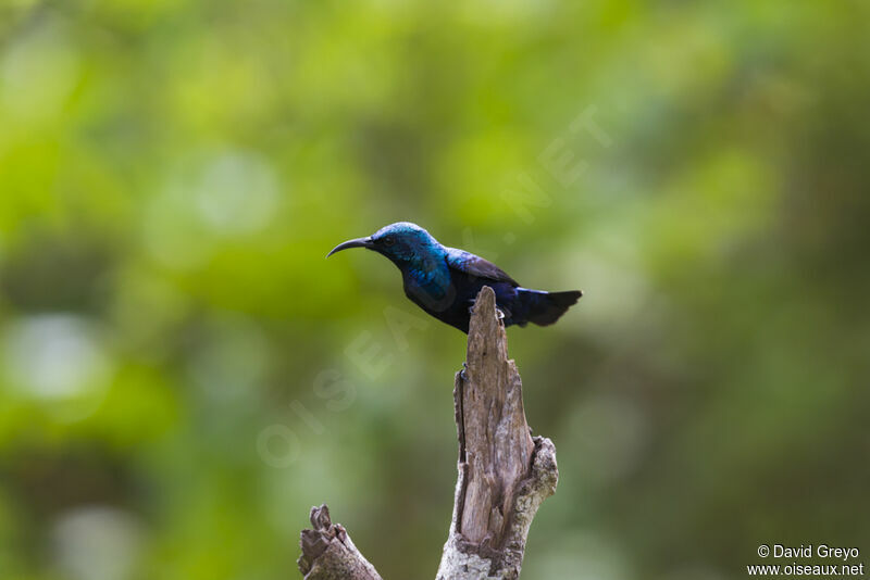 Purple Sunbird