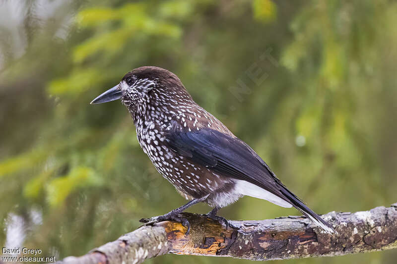 Souimanga asiatiqueadulte, identification