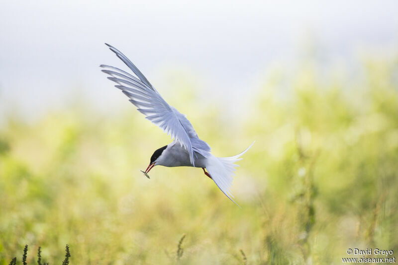 Arctic Tern