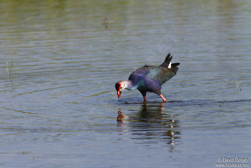 Grey-headed Swamphen