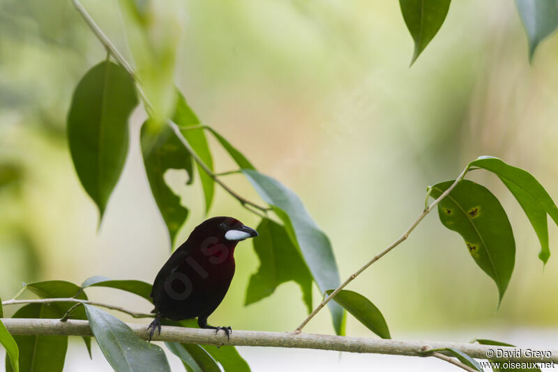 Silver-beaked Tanager