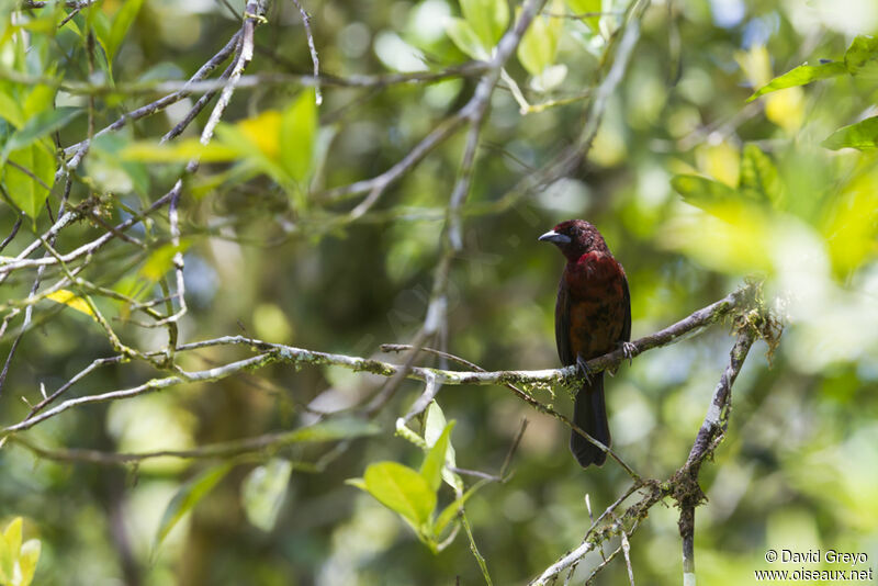 Silver-beaked Tanager