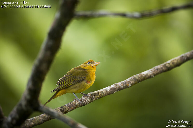 Summer Tanager female