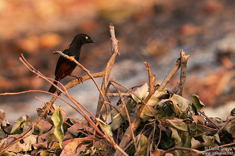 Tisserin noir et marron