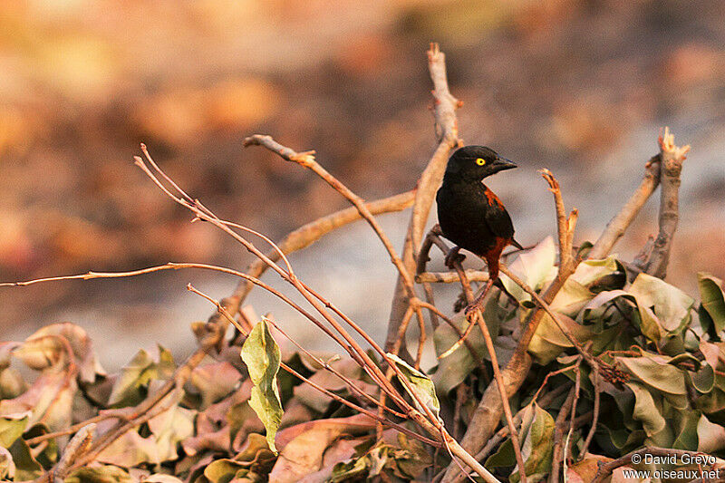 Chestnut-and-black Weaver