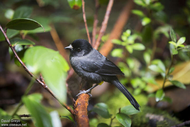 Yellow-thighed Brushfinchadult, habitat, pigmentation