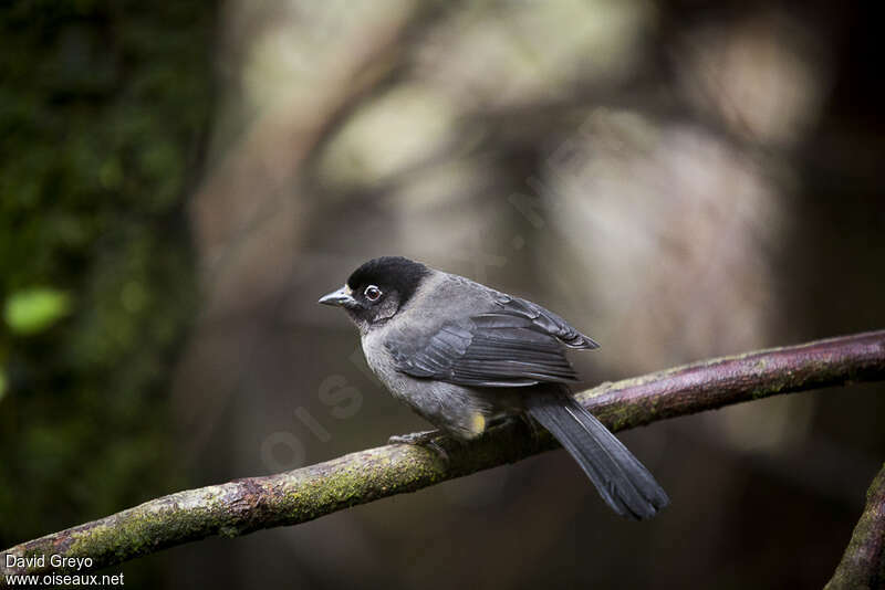 Yellow-thighed Brushfinchadult, identification