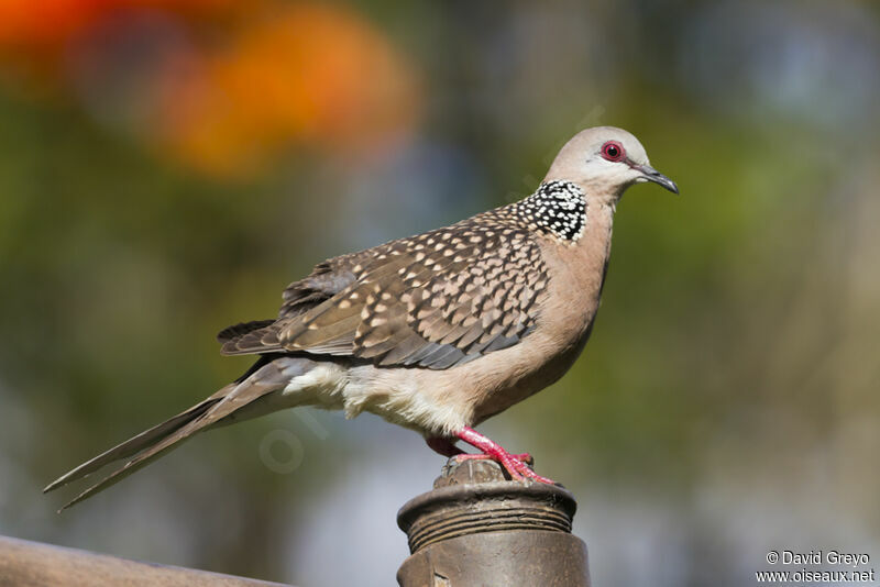 Spotted Dove