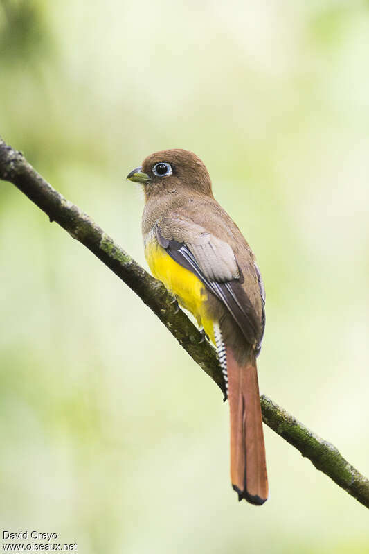 Gartered Trogon female, identification