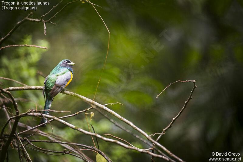 Gartered Trogon male