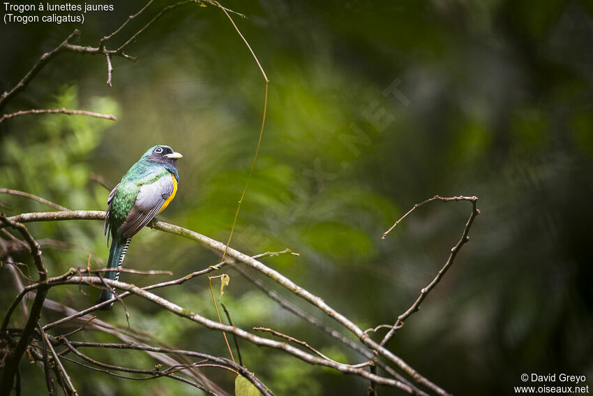 Trogon pattu