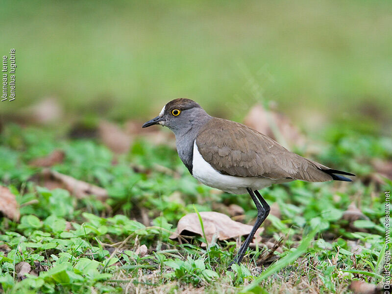 Senegal Lapwing