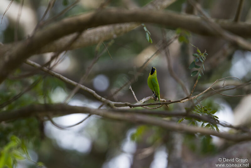 Verdin de Jerdon